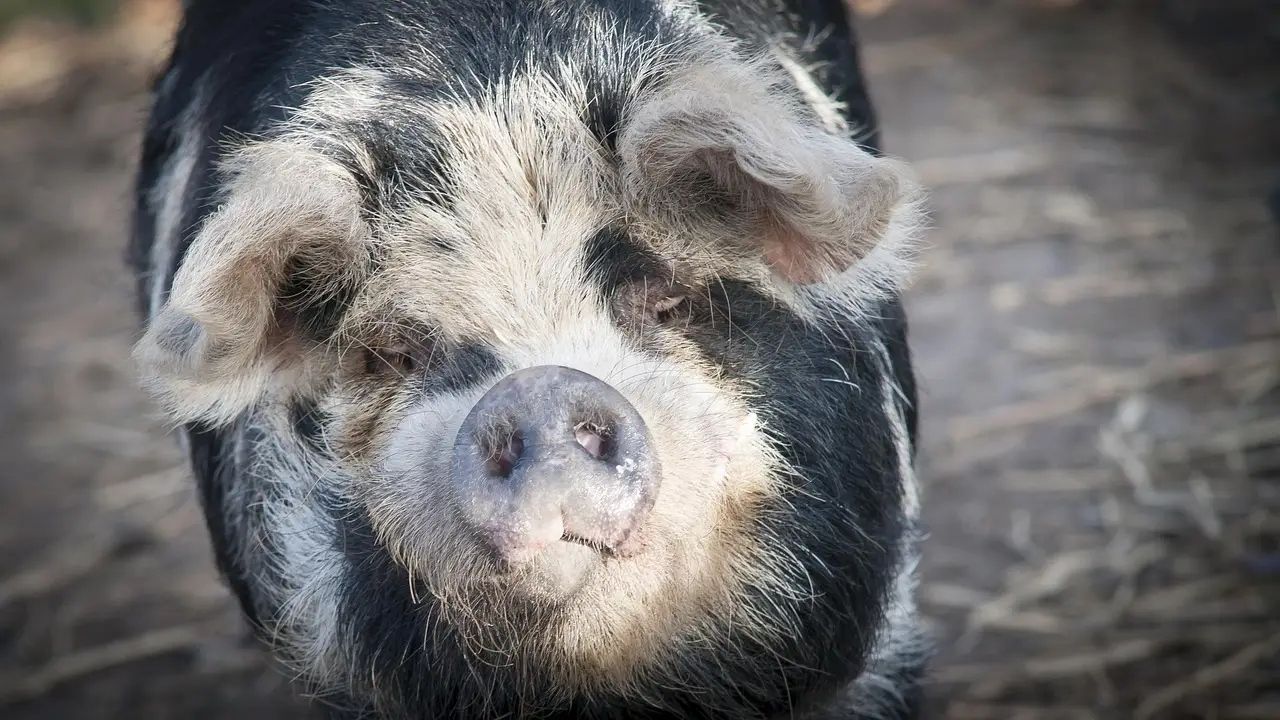E. coli infections reported among children who visited pumpkin patches, petting zoos