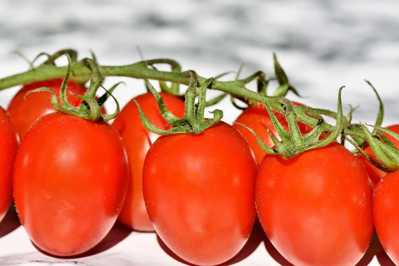 Austrian tomato warning follows Salmonella infections