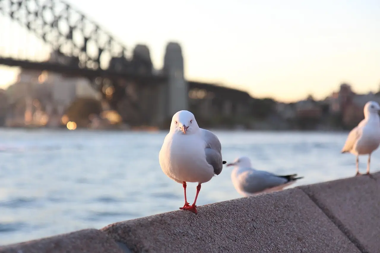 Australia is on the verge of its first Michelin star, and it won't be in Sydney or Melbourne - ABC News & Headlines – Au