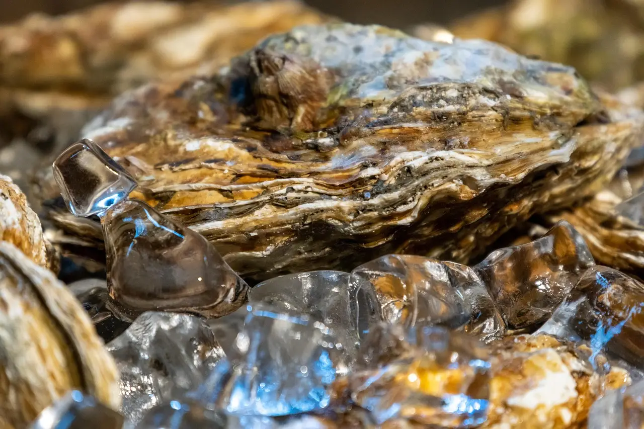Oysters, clams linked to Salmonella outbreak; river closed to harvesting