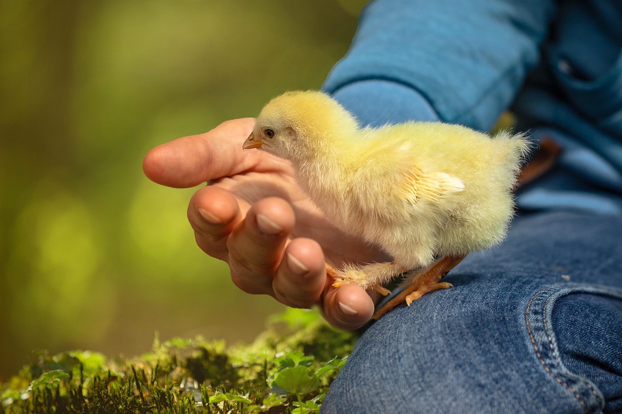 Chicken Salad Chick CFO’s path from burger grill to C-suite - Yahoo Finance