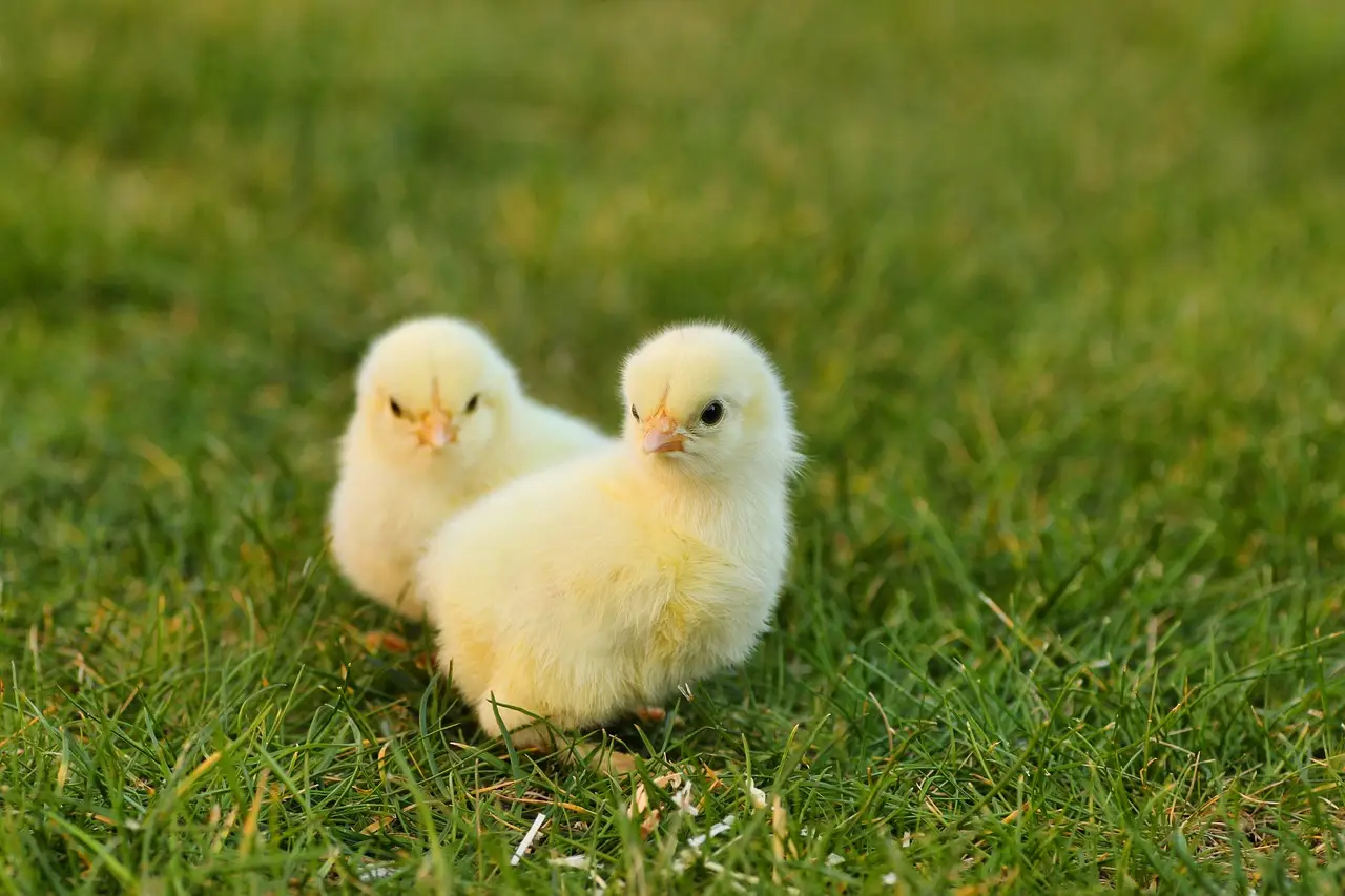 Fundamentals over flash: How Chick-fil-A's CEO plans to win an intensifying chicken battle - Restaurant Business Magazin