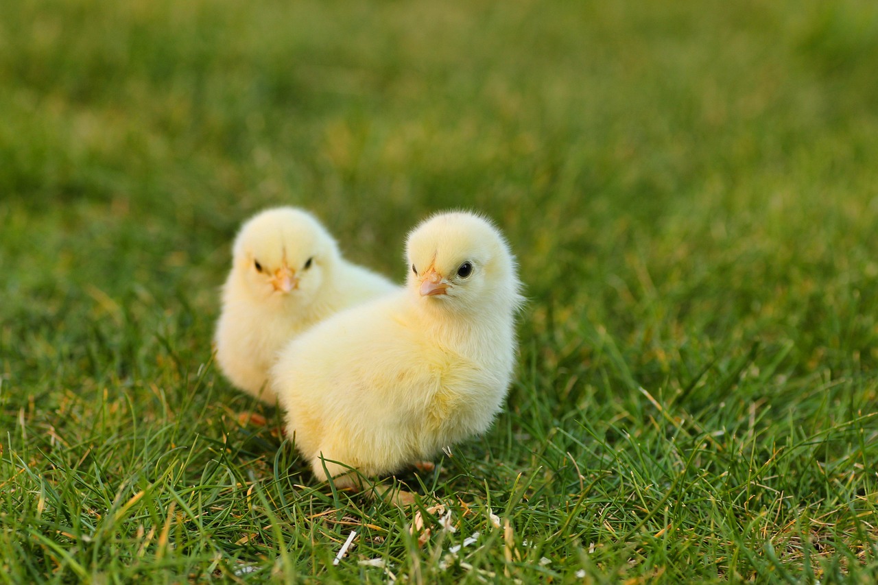 Fundamentals over flash: How Chick-fil-A's CEO plans to win an intensifying chicken battle - Restaurant Business Magazin