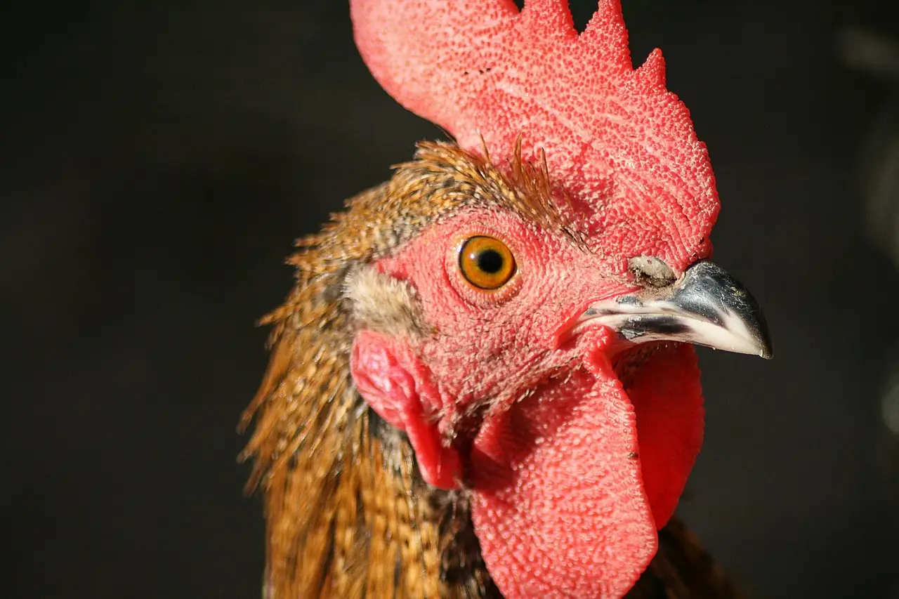 Pollo Campero hires CKE vet as US CEO