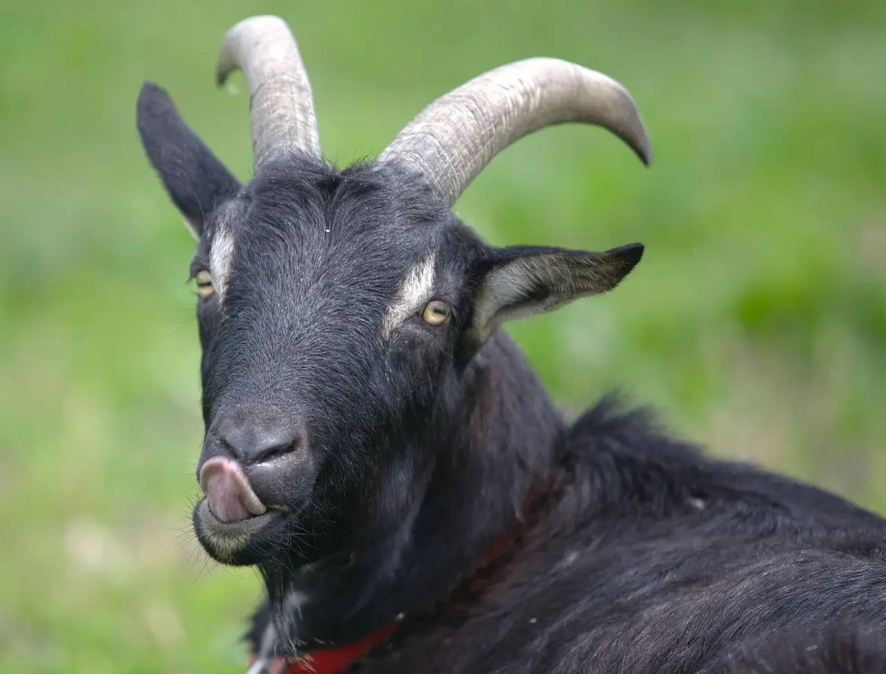 Publisher’s Platform: Twenty-Two Years of Asking Whether We Should Ban Petting Zoos: After Brookshire Farms, Bengtson’s